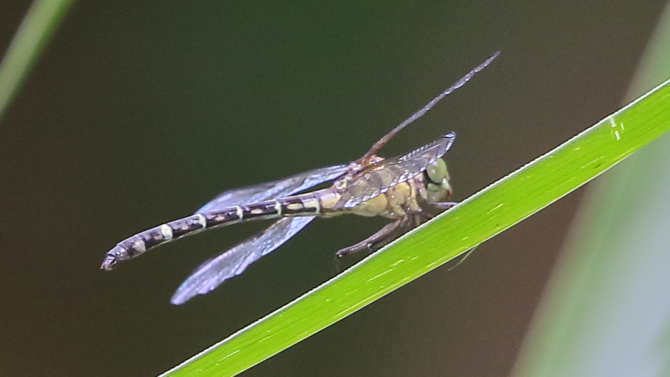 J19_9408 Microgomphus wijaya female.JPG